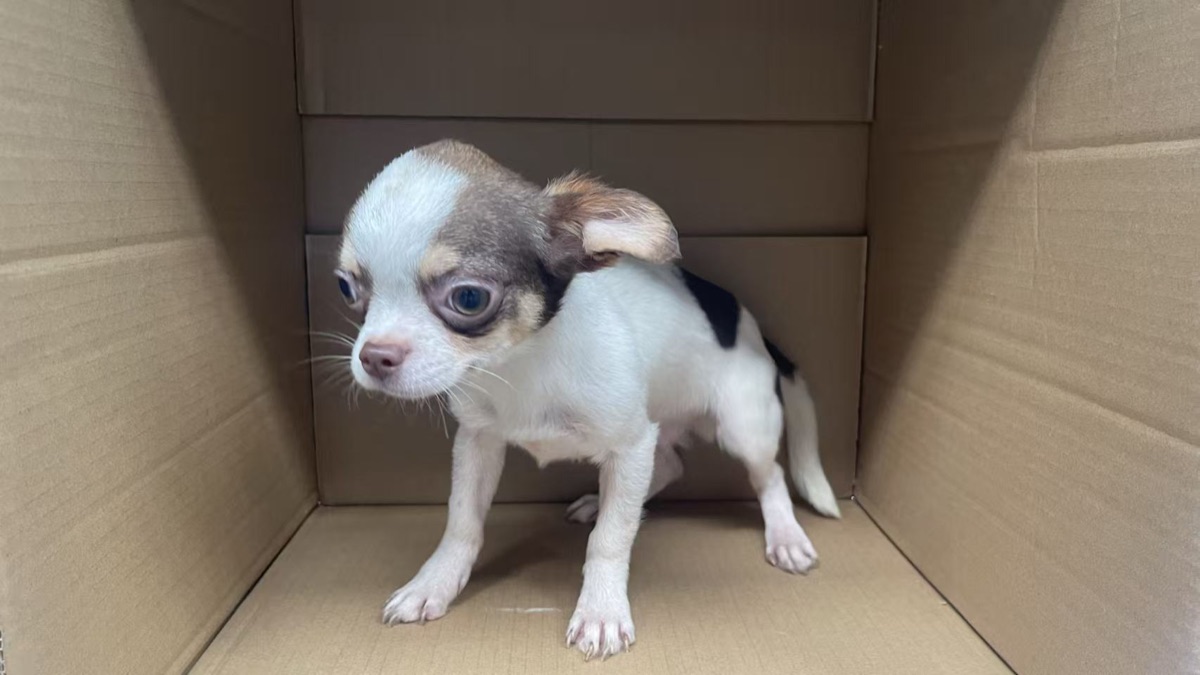 吉娃娃(巧克力包金)幼犬