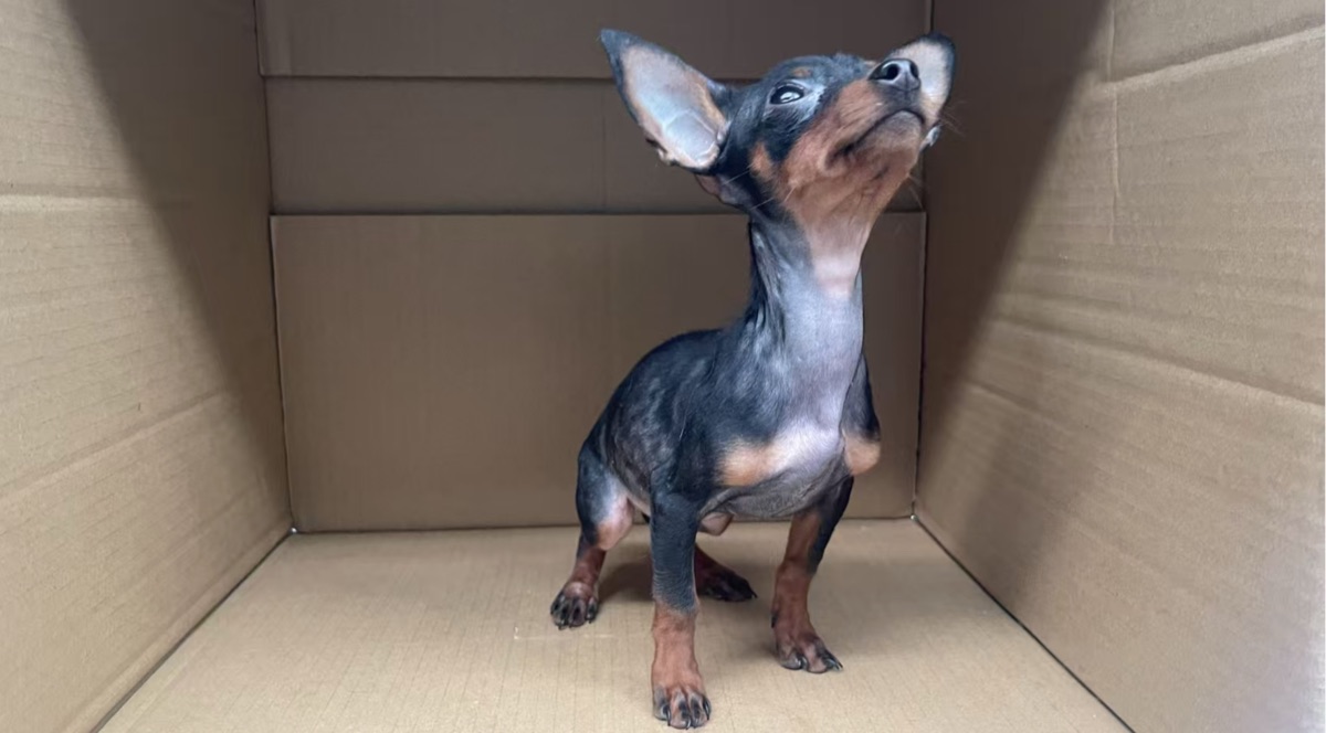 小鹿犬幼犬