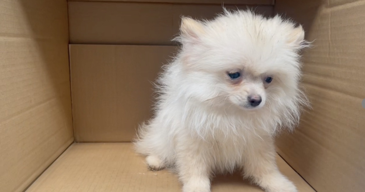 球型博美幼犬