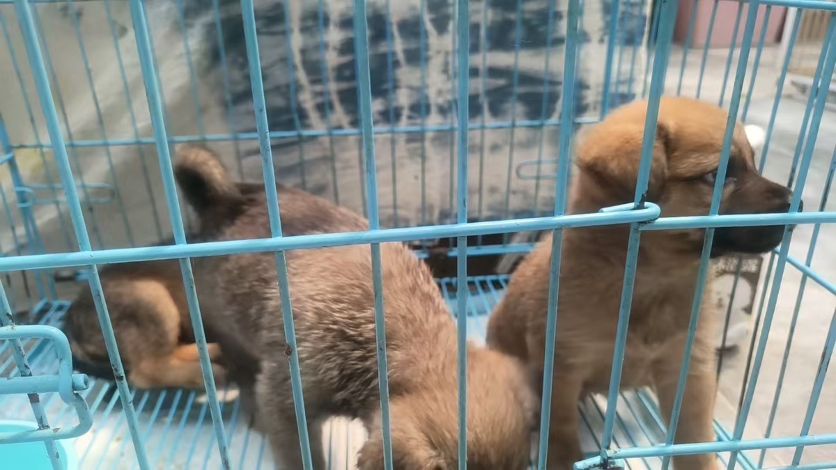 中华田园犬幼犬