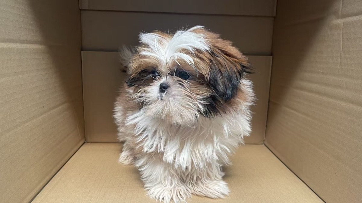 西施幼犬