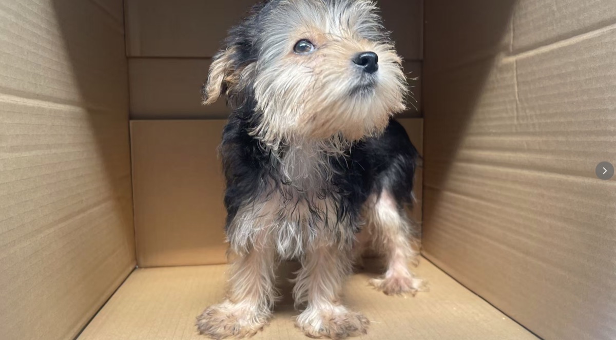 约克夏幼犬