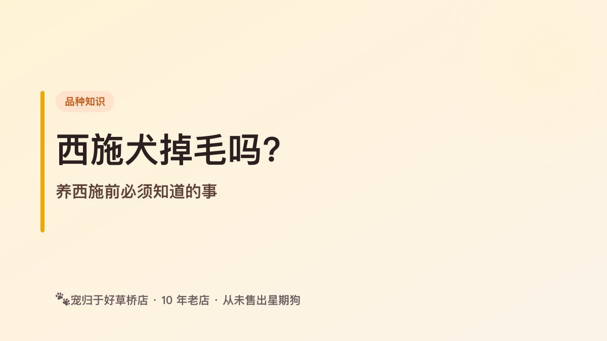 西施犬掉毛吗?养西施前必须知道的事