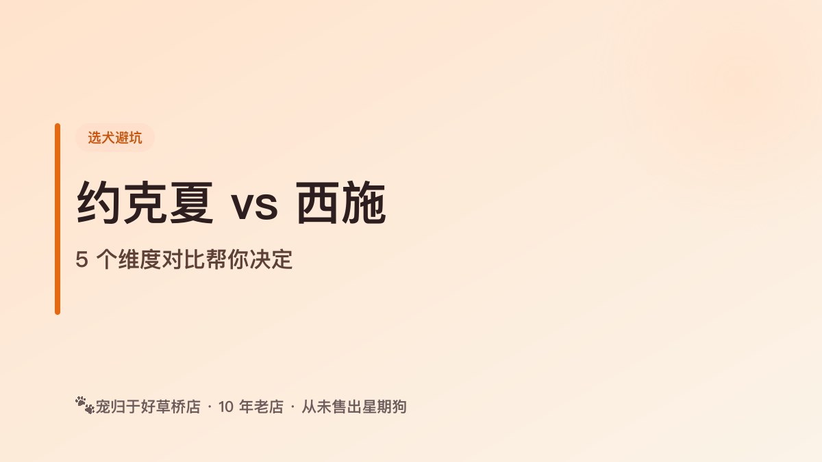 约克夏和西施怎么选?5 个维度对比帮你决定